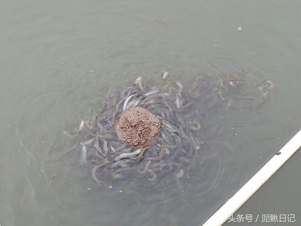 养泥鳅是发家致富好项目,创业养泥鳅百万收入