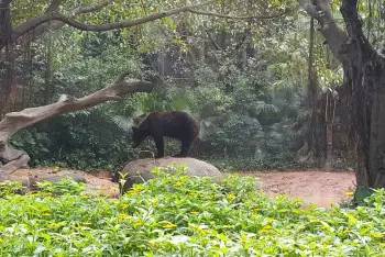 广州长隆野生动物园游玩路线攻略,广州番禺长隆野生动物园详细攻略