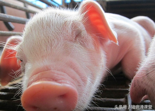 仔猪水肿病综合防治措施有哪些,仔猪水肿病症状及治疗方法