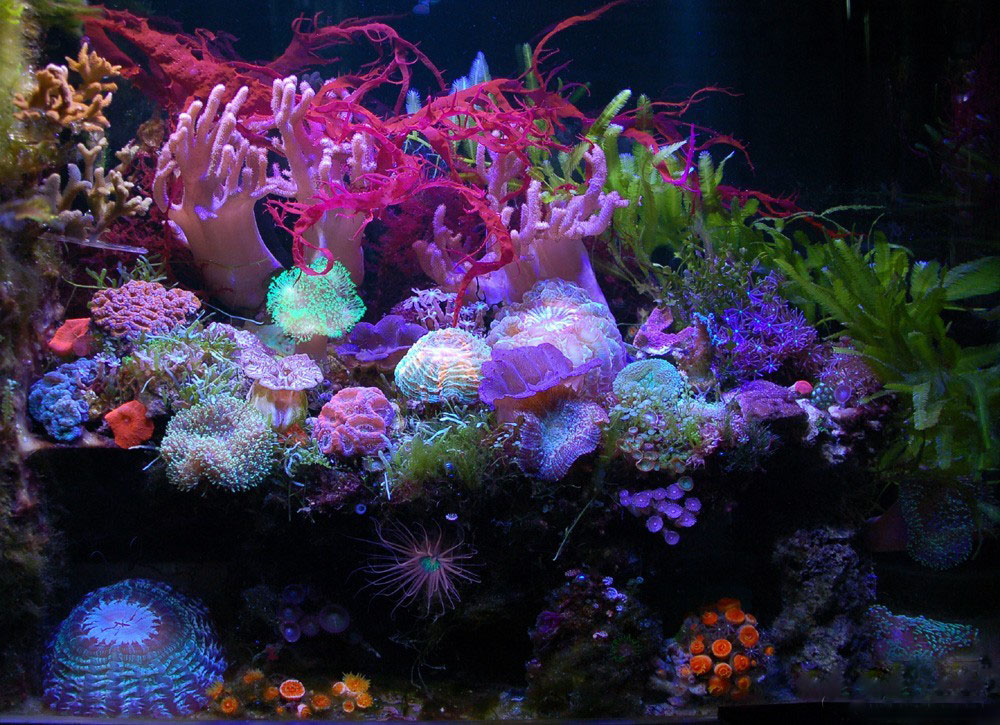 海缸海藻,海缸主缸可以养海藻吗