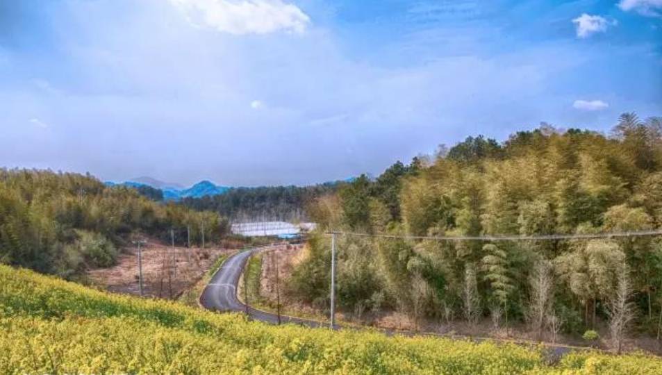 网易丁磊的猪怎么样了,网易养猪丁磊现状