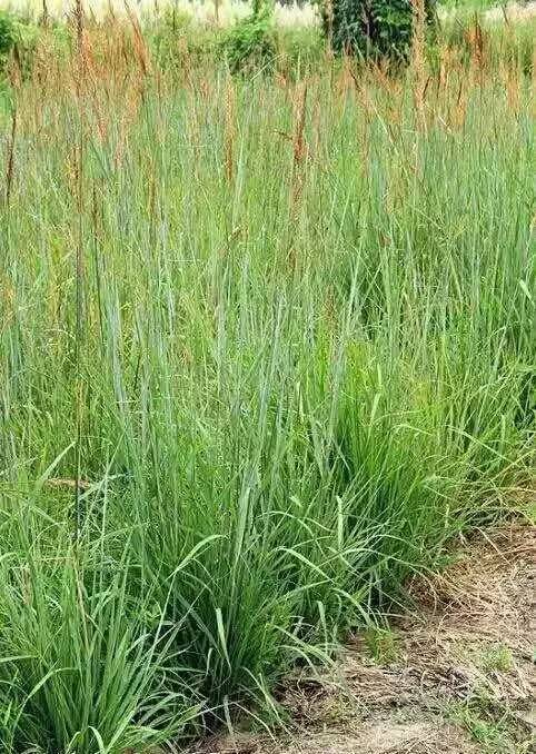 观赏草美景图片大全,观赏草叶
