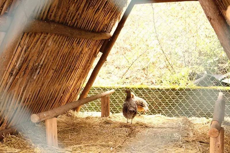 城北踏春“新宠”！全球最美的城市出口，8万平方米的天子岭生态公园！带ta来