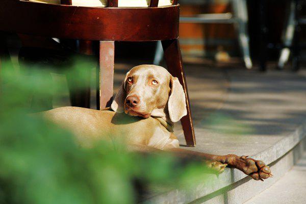 金茂凯悦酒店崇明还在哪里,上海崇明金茂凯悦酒店几星级
