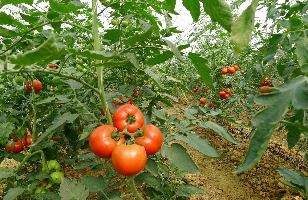 大棚番茄遮阴网用什么样的遮最好,大棚番茄一亩地种植多少棵合理