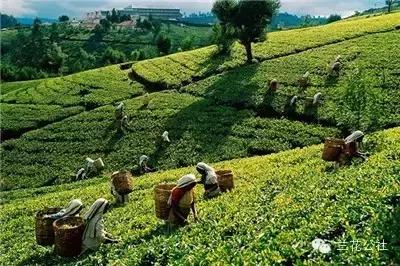 世界三大高香红茶,世界三大高香红茶是怎么评判的