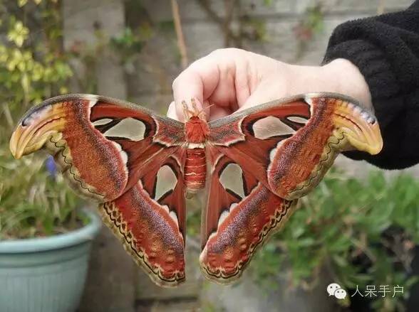 蛾,蛾,蛾~最大、最美、最奇葩,展翅向天歌