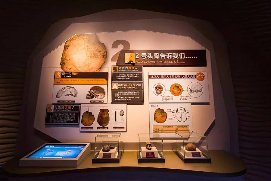 探寻人类的起源之谜,探寻人类祖先的奥秘