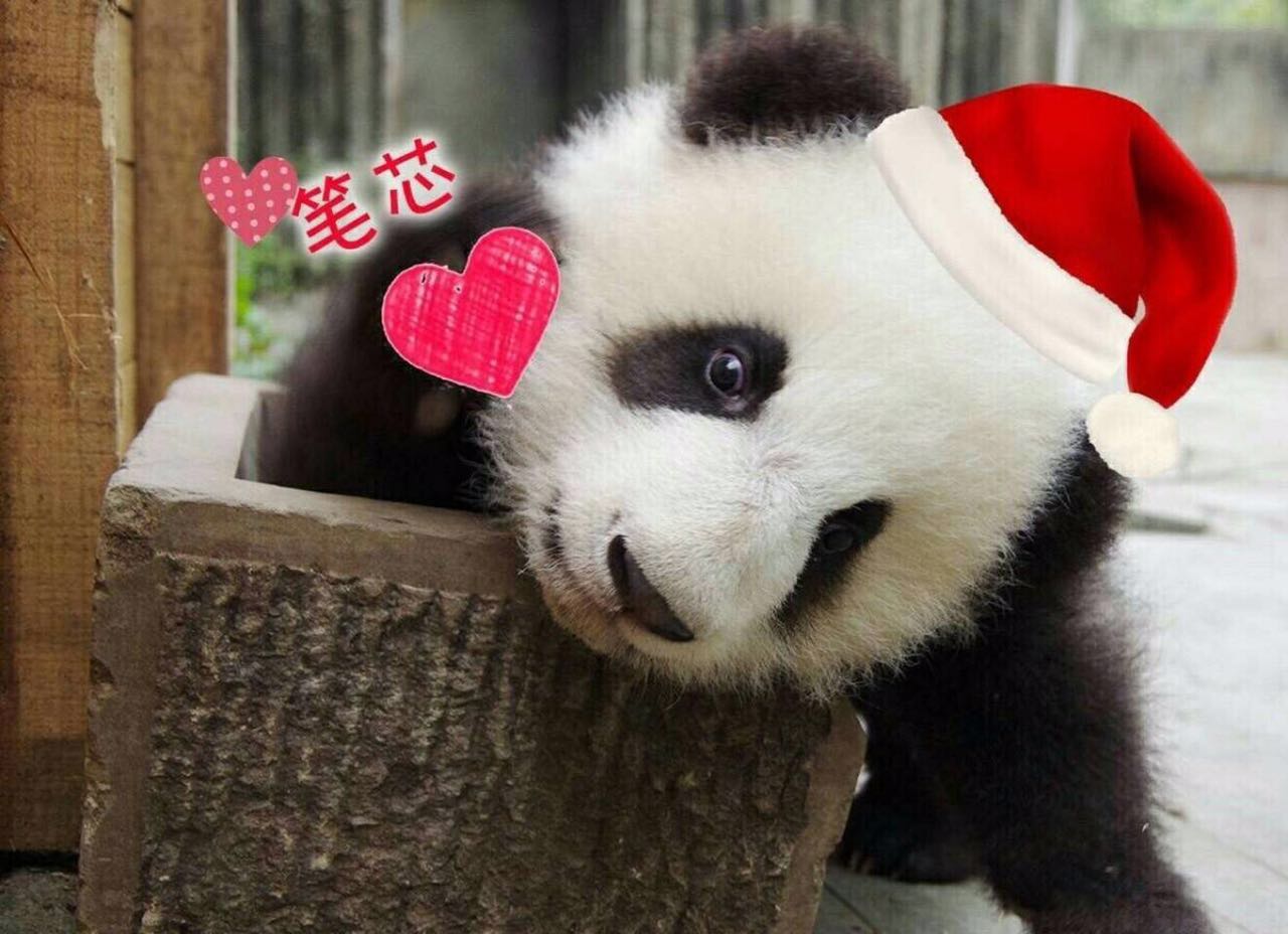 成都美女主播和好莱坞大师共赴大熊猫基地