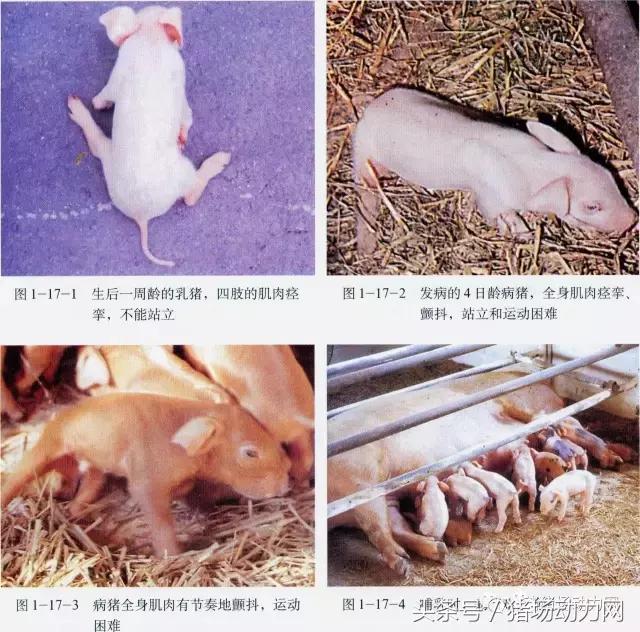 仔猪抖抖是什么原因,仔猪抖抖病治疗方法