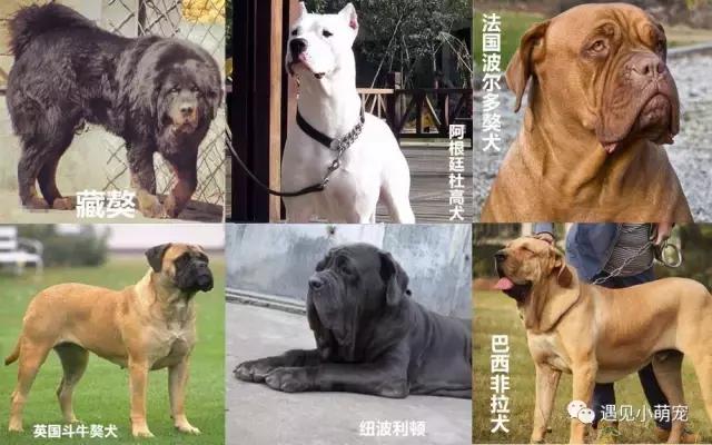 我们走——我们去看皮皮狗~