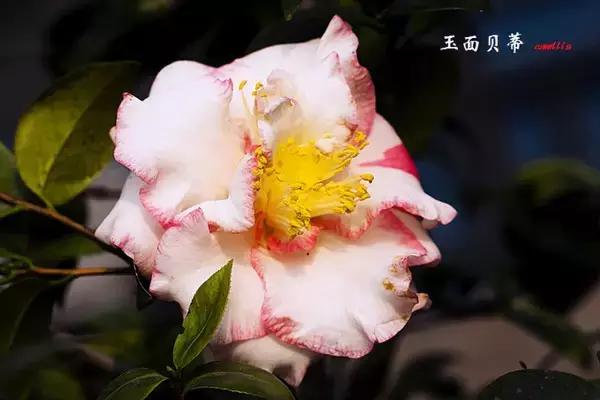 四大名花之山茶,中国百种山茶图片