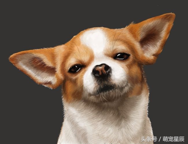 宠物犬疾病诊治图谱大全集,宠物犬疾病防治方案