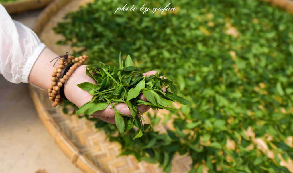 云端上的世外桃源，看看浇灌牛奶和土鸡蛋的有机乌龙茶长成啥样