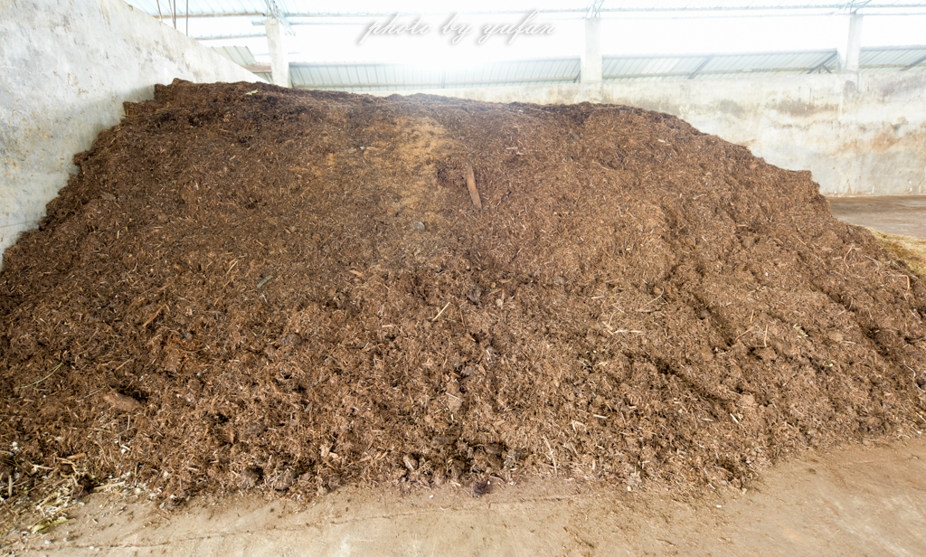 云端上的世外桃源，看看浇灌牛奶和土鸡蛋的有机乌龙茶长成啥样