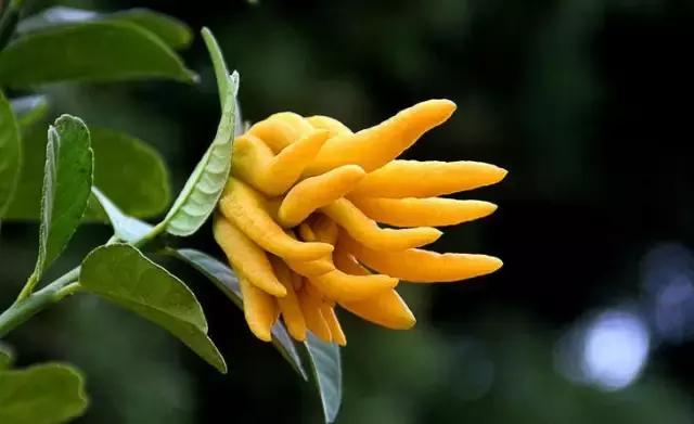 老人生气后吃什么食物可以顺气,调理肾气的食物