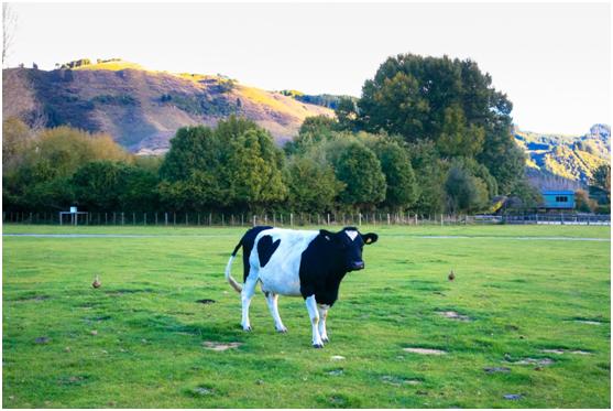 海量原料成本比别人高1-3倍，这家公司咋做生意的？