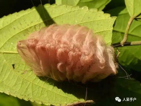 蛾,蛾,蛾~最大、最美、最奇葩,展翅向天歌