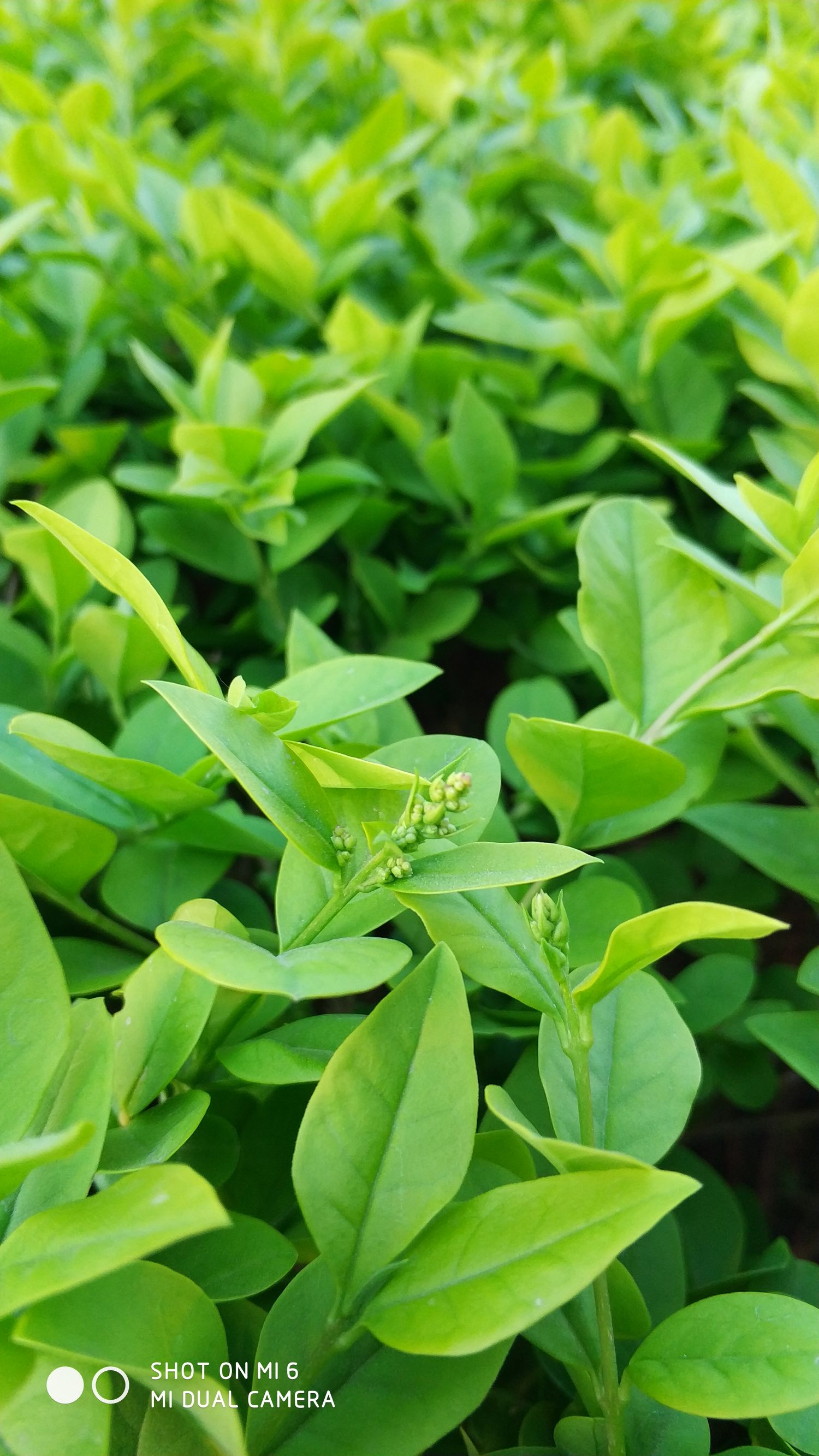 小米6全方位测评,小米6刚出的测评