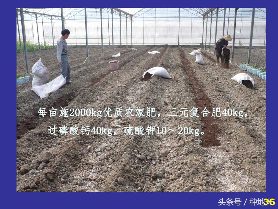 看看高手如何做管理的,看看山东大棚甜瓜种植技术