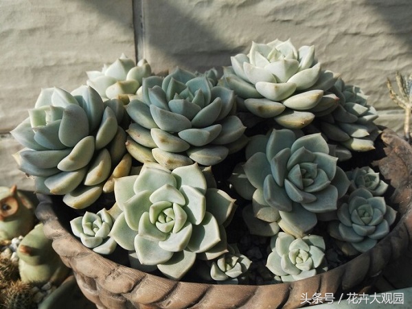 盘点哪些优美的花又不常见,盘点那些不好看的花