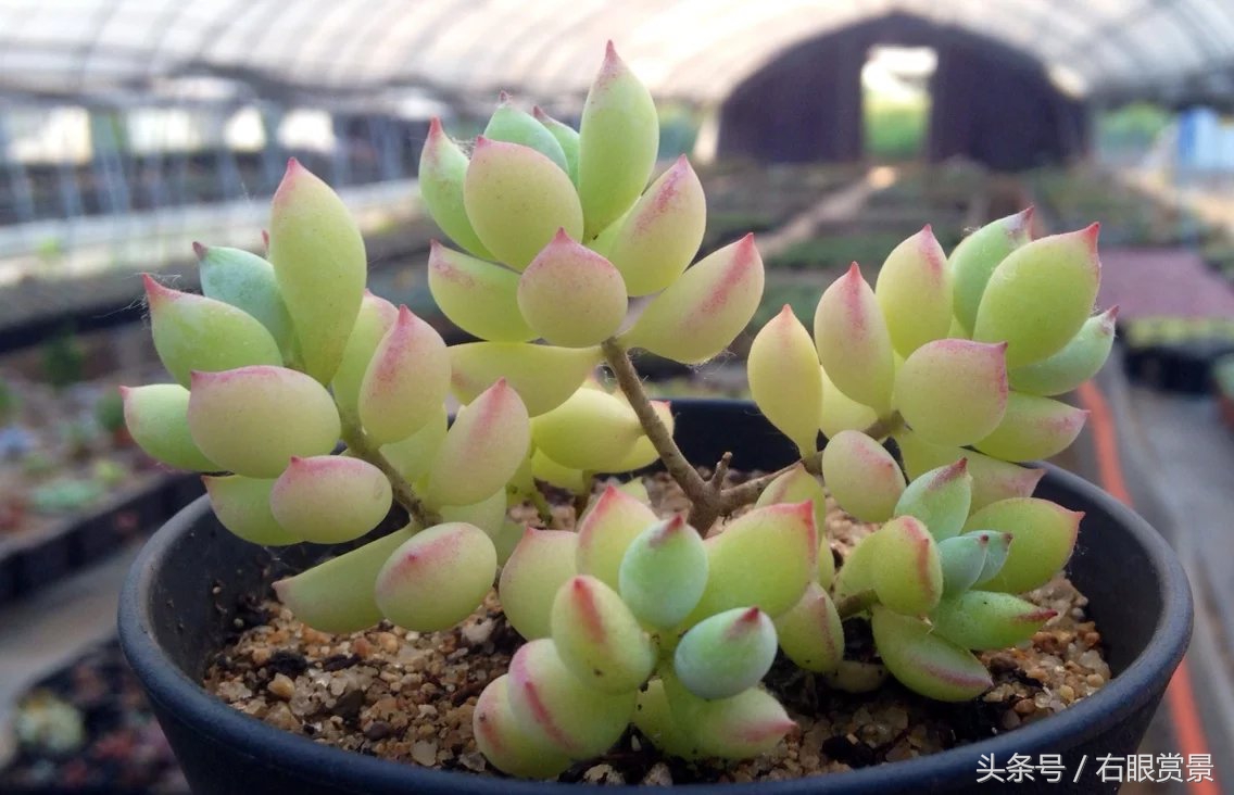 精品多肉颗颗都是韩版欧货老桩让您大呼过瘾