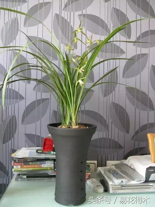 陶瓷花盆适合种什么花,仿瓷的花盆养花好吗