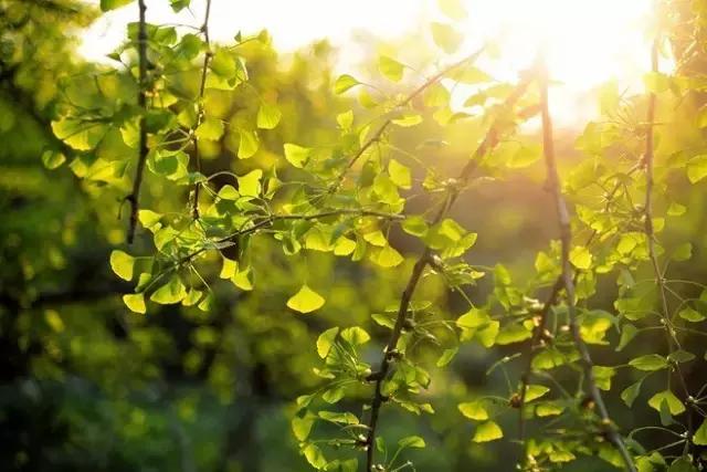 晨曦微光音乐,晨曦微光护理能淡斑吗