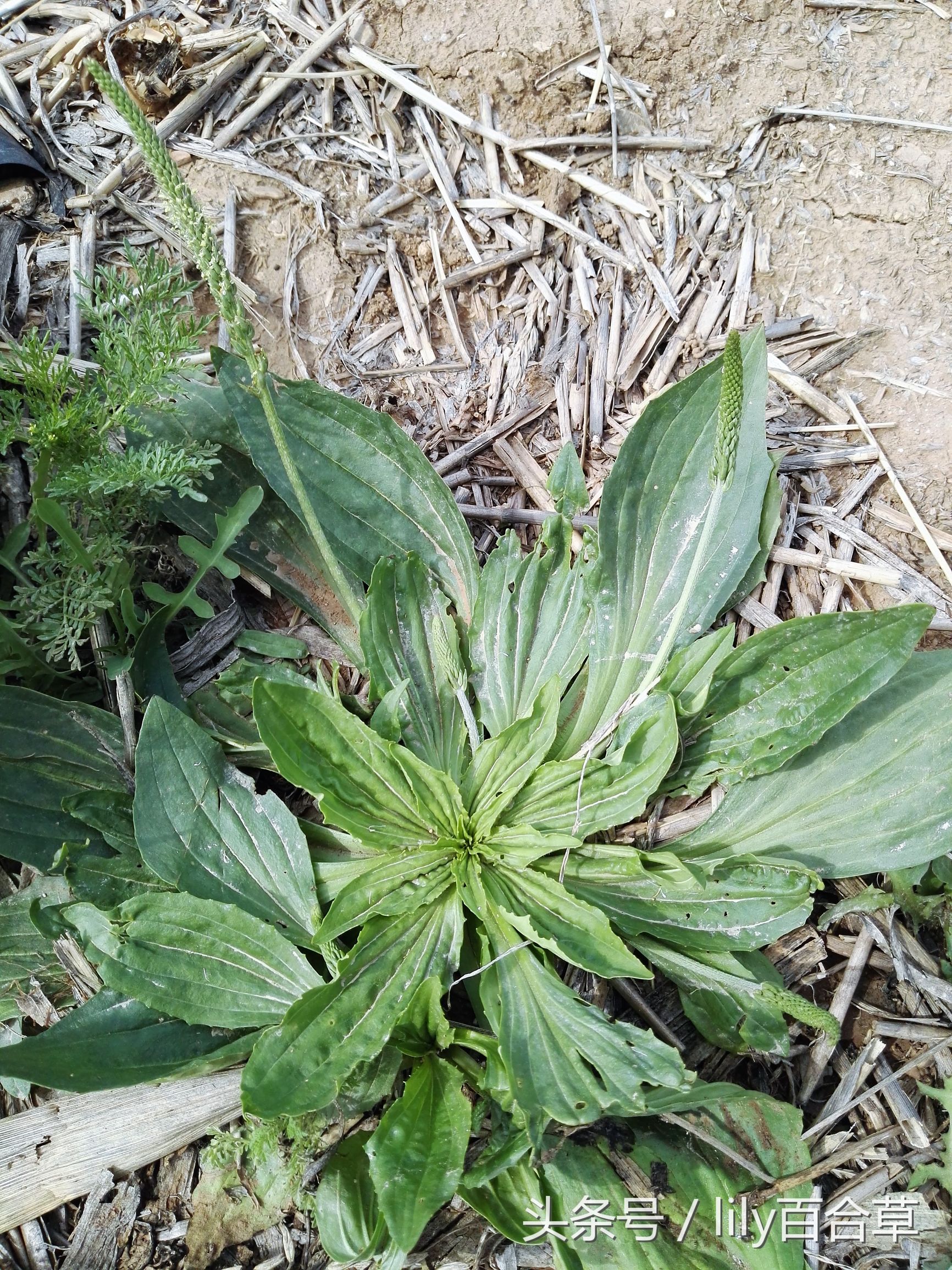 车前草木瓜干薏米治疗痛风,玉米须和车前草能治痛风吗