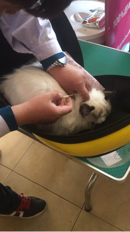 识别布偶猫的五个有效方法,布偶猫难养骗局专家解释