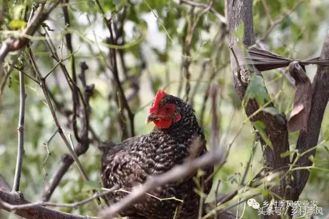 汶上芦花鸡散养基地,芦花鸡是什么鸡