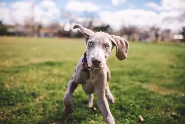 你家狗有脖子吗,狗狗身上有小黑点毛发涩