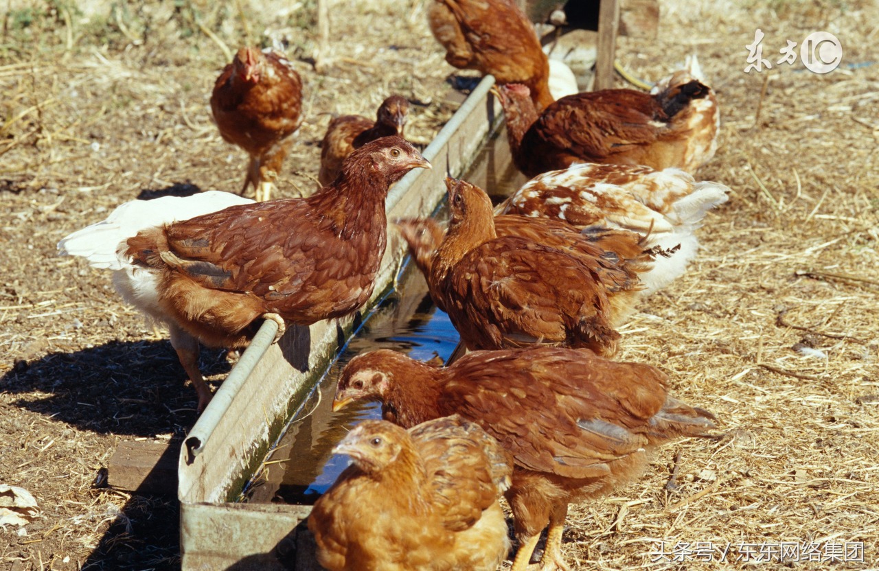 肉鸡如何减少成本,肉鸡怎么样卖的最快