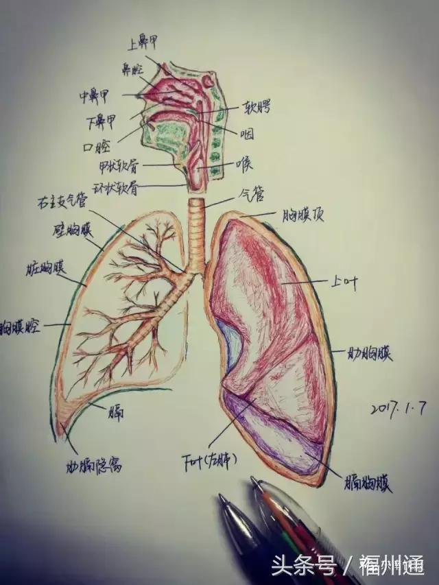 这美女厉害了!福州女大学生手绘人体解剖图太逼真!