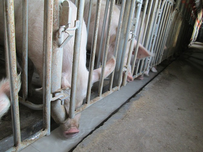 保育舍养猪技术,重庆养猪保育床