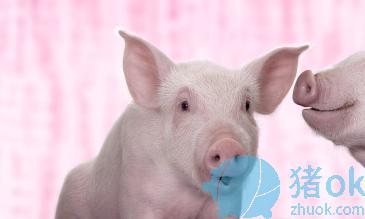 猪采食正常耳尖发紫是什么病,猪身体发红发紫是什么病怎么治疗