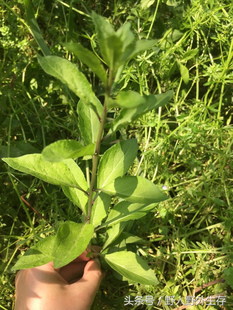 正宗枸杞野菜图片,枸杞苗野菜
