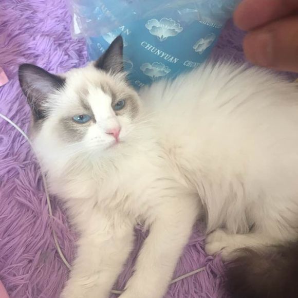 识别布偶猫的五个有效方法,布偶猫难养骗局专家解释