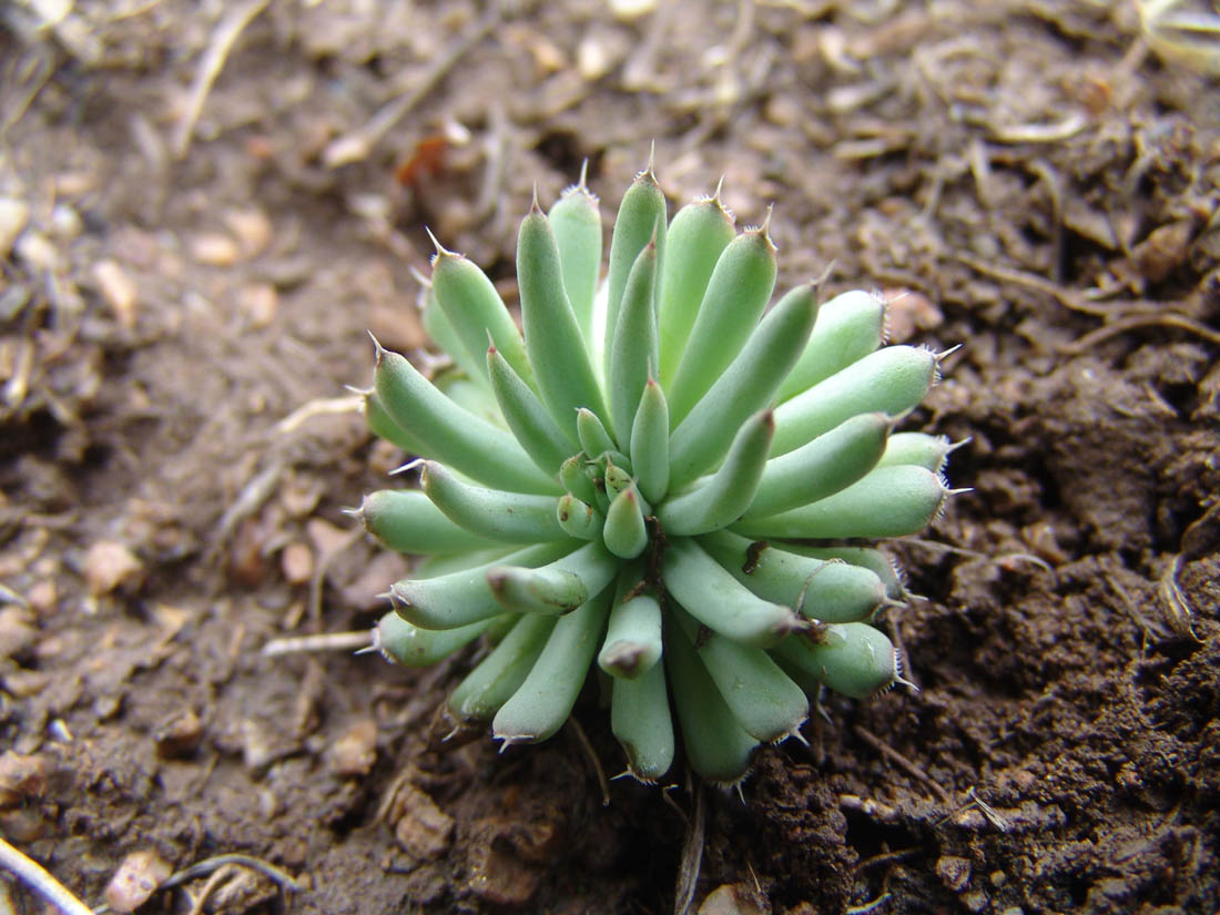 多肉植物可以吃吗,所有多肉植物可以吃吗