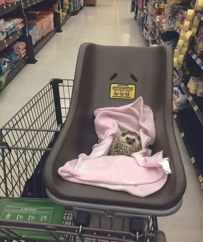 养一只刺猬,这么可爱的刺猬你也想养一只吗