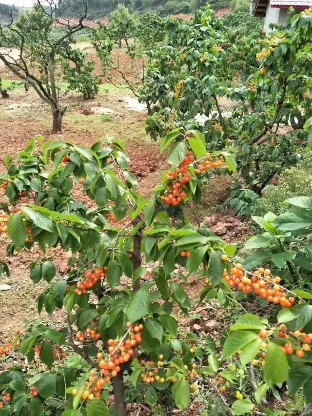 成都周边哪里樱桃最好吃,成都樱桃采摘园附近最近地方