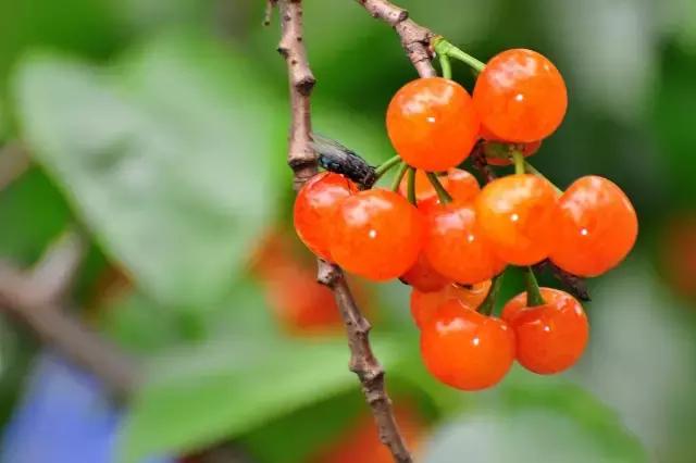 成都周边哪里樱桃最好吃,成都樱桃采摘园附近最近地方