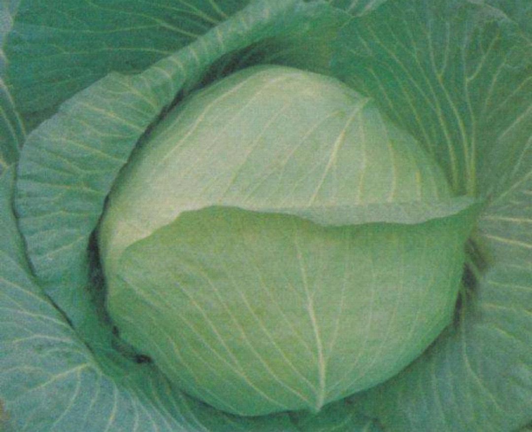 慢性胃炎胃溃疡用哪些中药调理,慢性胃炎胃溃疡的食疗方法