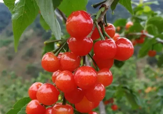 攀枝花哪里的樱桃最好吃,攀枝花市米易县的樱桃