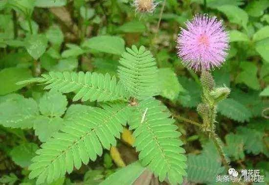 有毒有害的花草有哪些,千万不要碰的10种毒虫