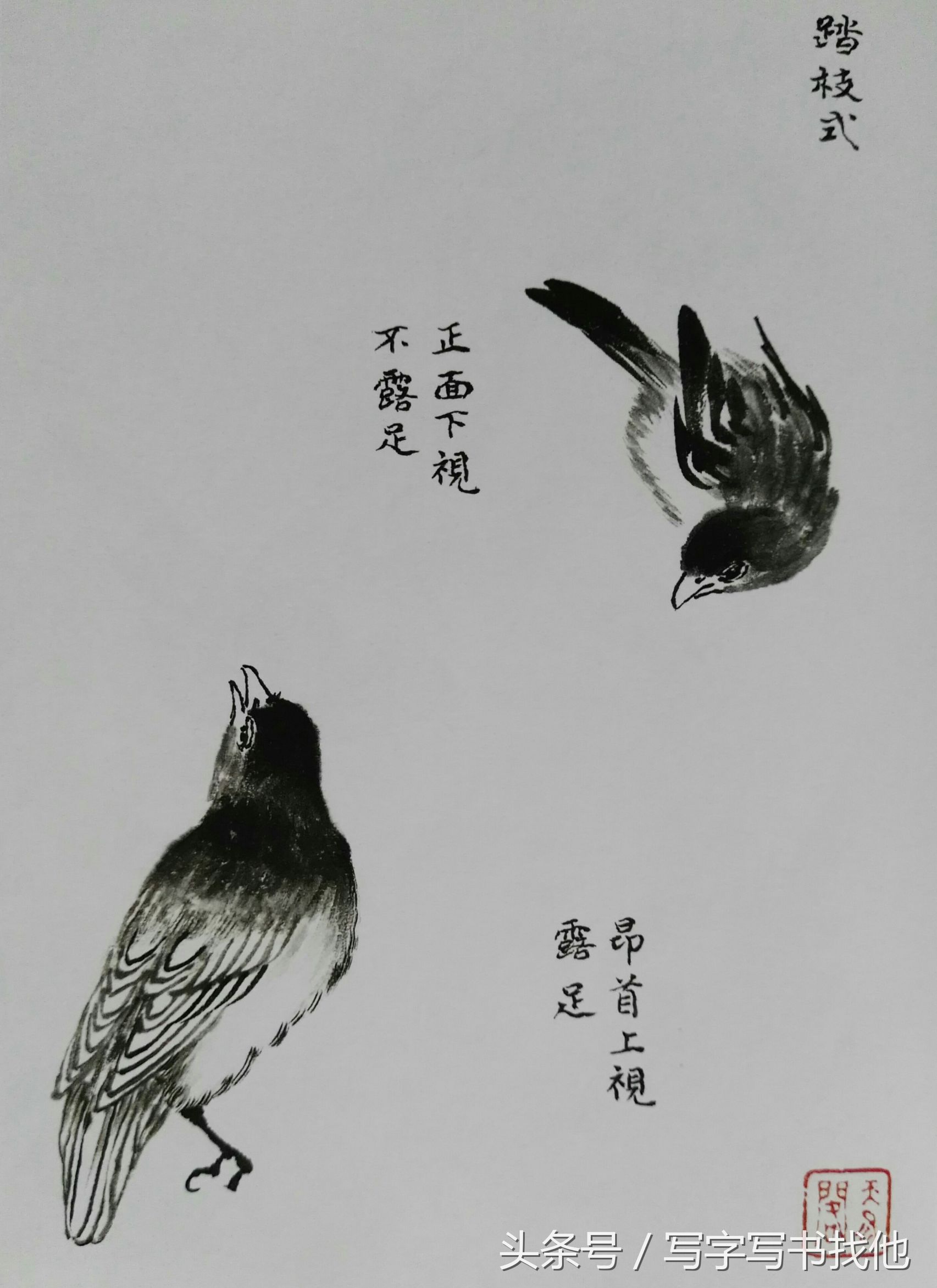 100幅鸟的画法内附绘画步骤,画鸟初学者入门步骤
