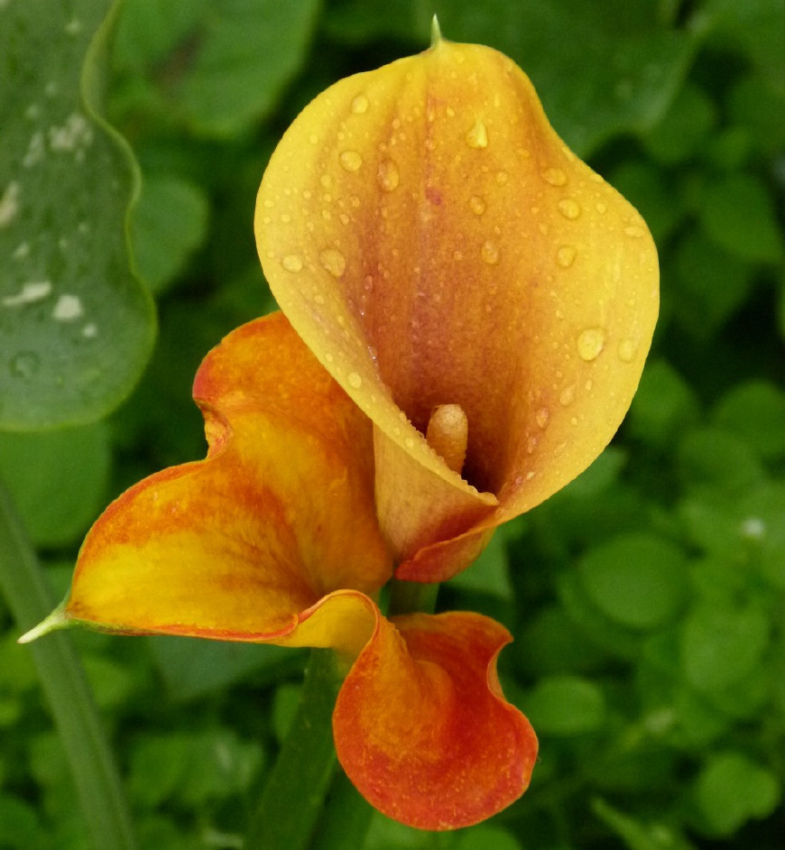 马蹄莲挺秀雅致，花苞洁白，叶片翠绿，可药用清热解毒，治烫伤