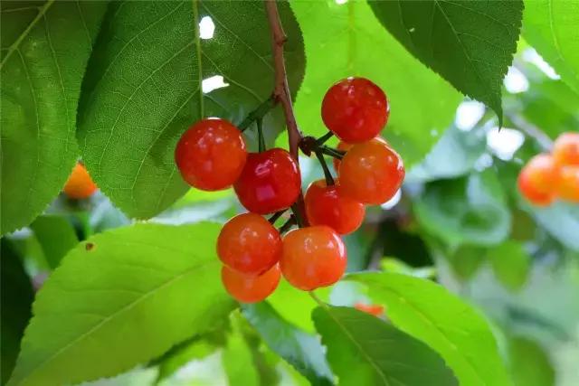 攀枝花哪里的樱桃最好吃,攀枝花市米易县的樱桃