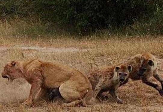 蜜獾和鬣狗哪个厉害,非洲蜜獾跟鬣狗谁厉害