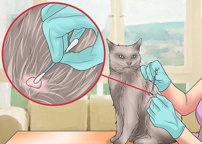 猫咪皮肤病讲解,猫百科猫咪皮肤真菌感染怎么治